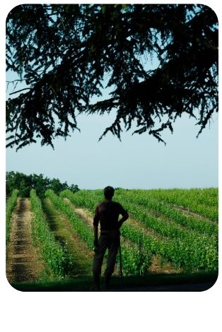 Promenade dans les vignes du plateau cordais