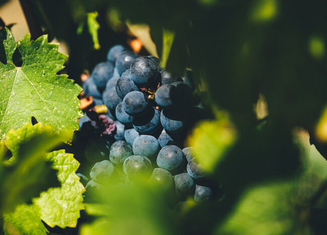 Le duras au Domaine Gayrard