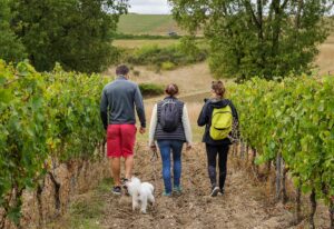 Oenorando à Gaillac